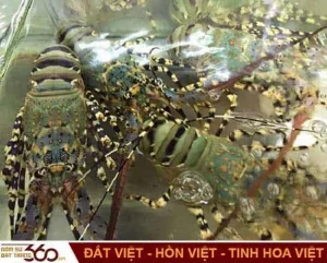 mơ thấy tôm hùm đánh con gì