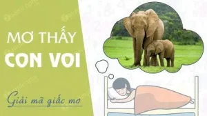 mơ thấy voi đánh con gì