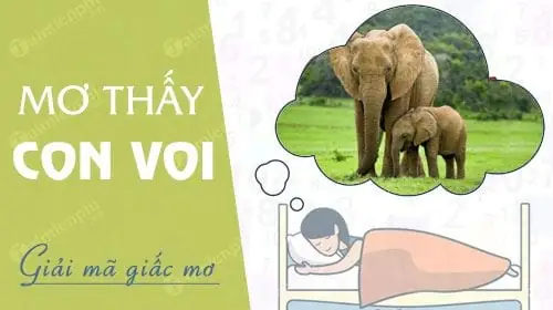 mơ thấy voi đánh con gì - Hình 1