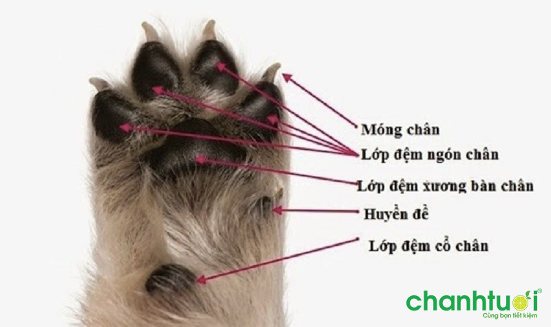 nuôi đề là gì - Hình 1